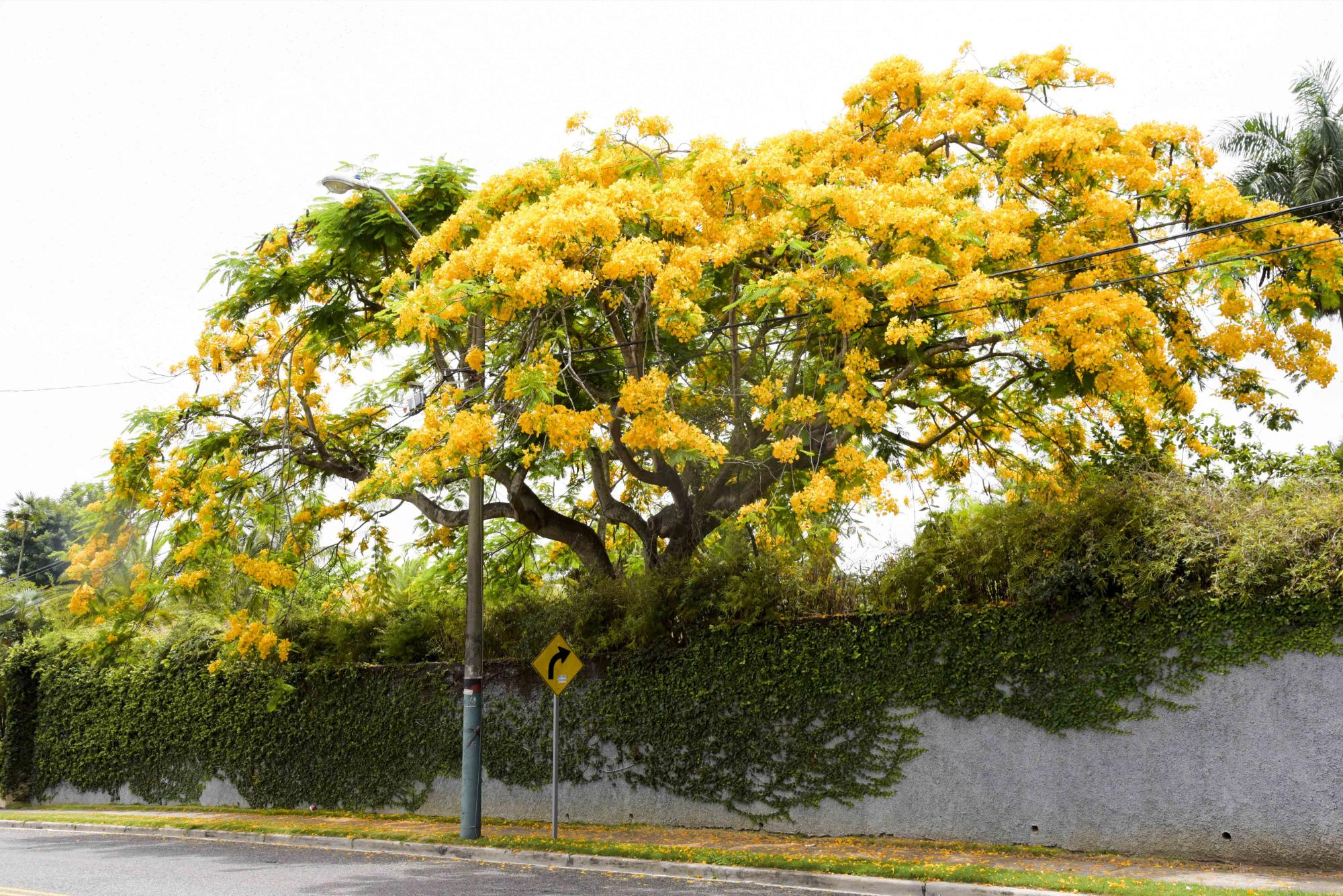 Las residencias se engalanan con el colorido del flamboyán. (Diario Libre/ José Justo Féliz)