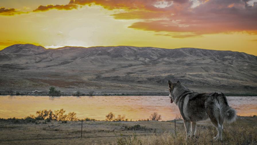 Los colonizadores europeos habrían arrasado la población canina americana Los colonizadores europeos habrían arrasado la población canina americana