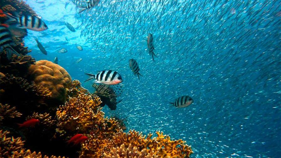 Descubren que peces evolucionan más rápido en aguas polares que en el trópico Descubren que peces evolucionan más rápido en aguas polares que en el trópico