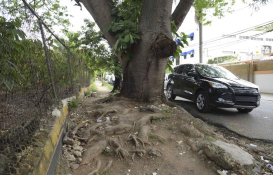 Los árboles de la ciudad que afectan el tránsito y peligran la vida de la gente