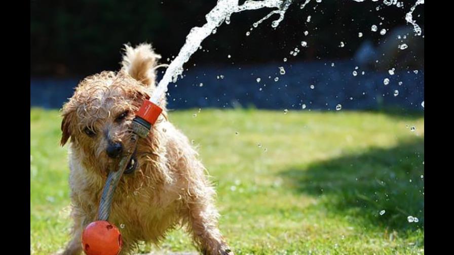 El perro huele muy mal... El perro huele muy mal...