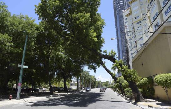 Los árboles de la ciudad que afectan el tránsito y peligran la vida de la gente
