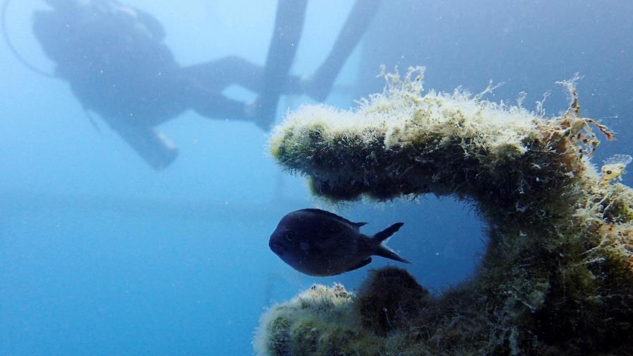Peces evolucionan más rápido en aguas polares que en el trópico Peces evolucionan más rápido en aguas polares que en el trópico