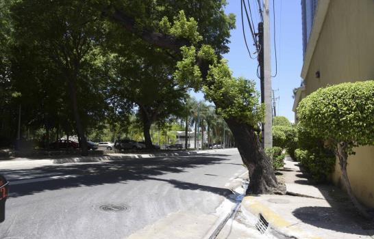 Los árboles de la ciudad que afectan el tránsito y son peligrosos para la gente 