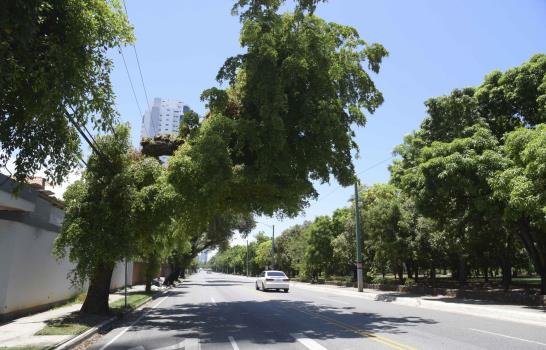 Los árboles de la ciudad que afectan el tránsito y son peligrosos para la gente 