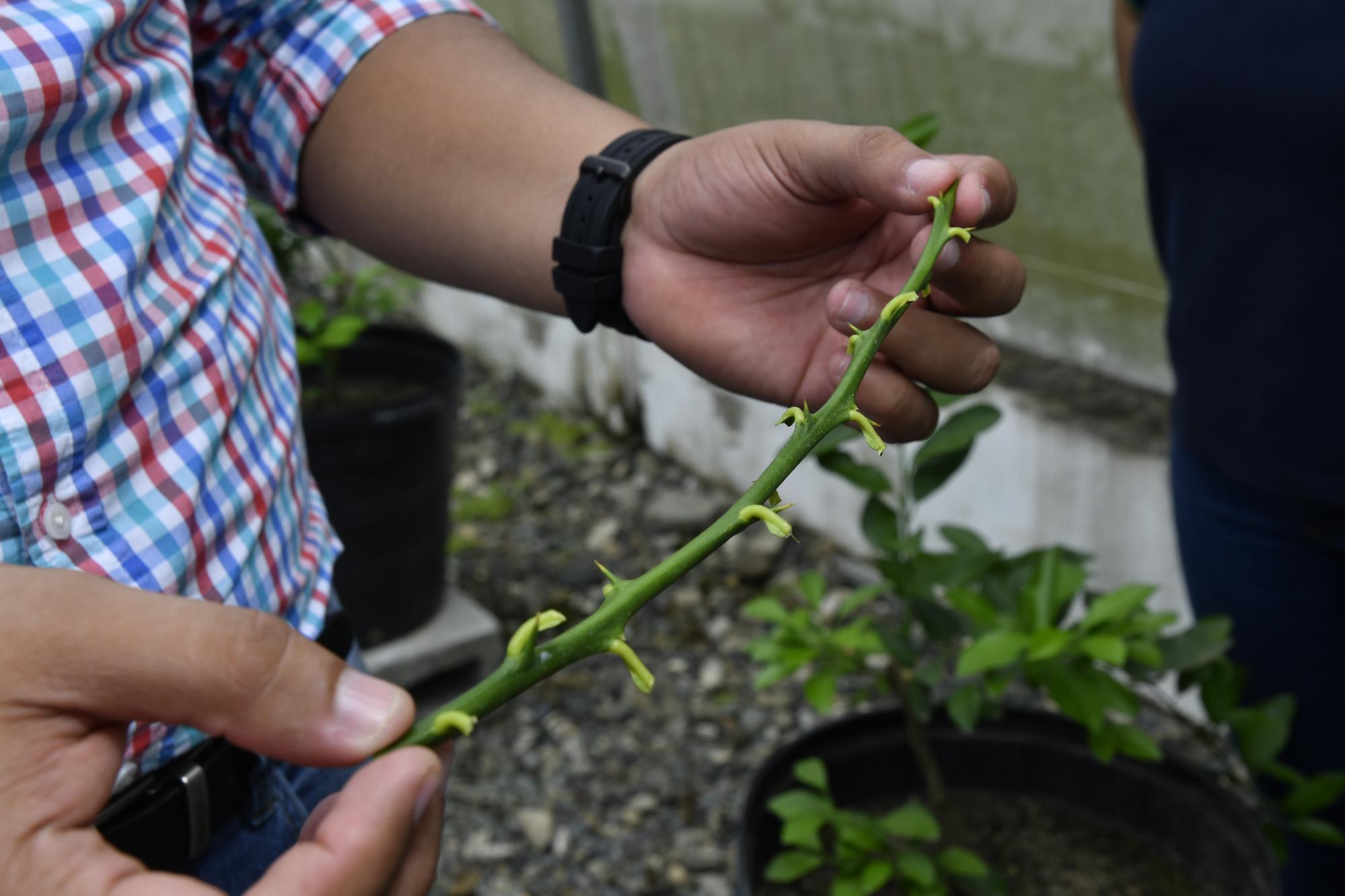 El mayor desafío con el tema del Hunaglongbing es el empoderamiento tecnológico del sector privado, considera Uceda.