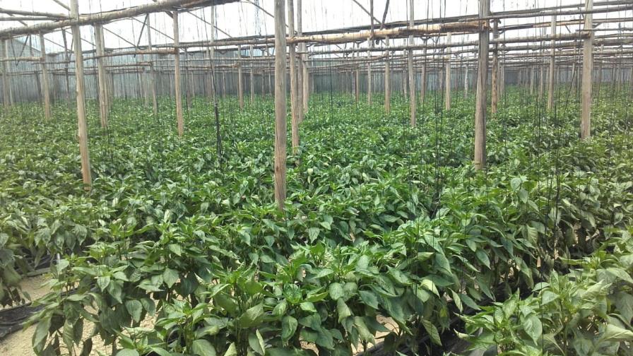 Califican las lluvias de bendición para el sector agropecuario en RD