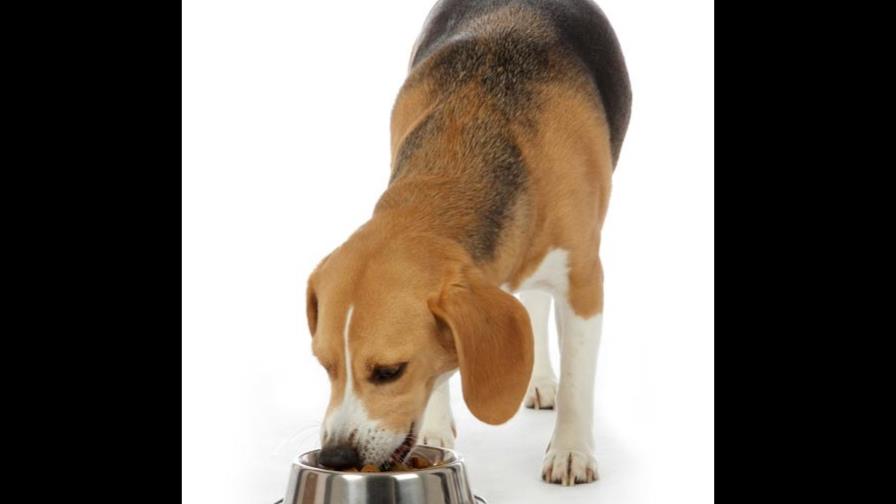 La edad y la alimentación de los perros