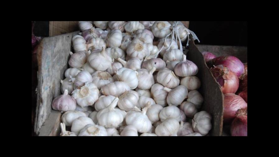 Agricultura niega en el país haya masiva importación de ajo