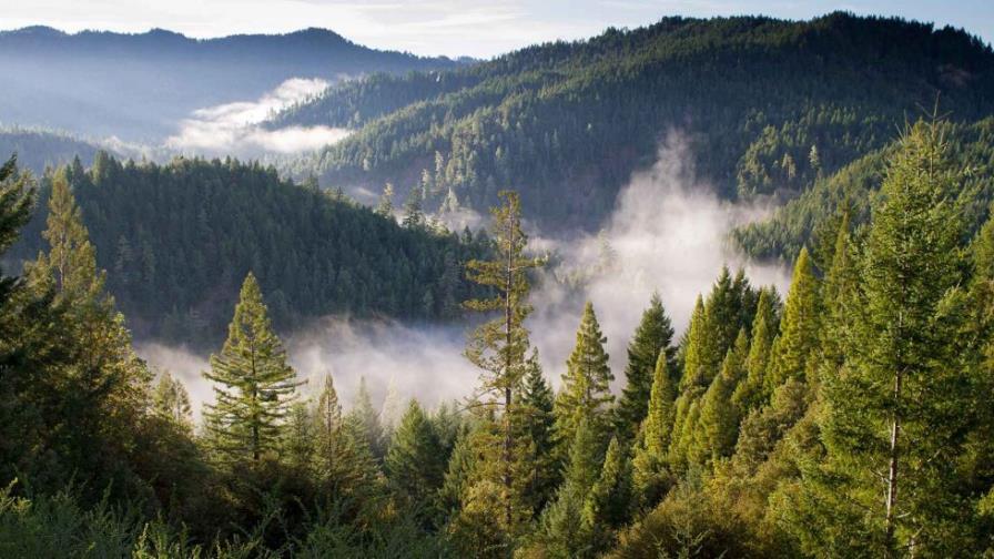 Educadores pretenden infundir amor por los bosques para saber aprovecharlos