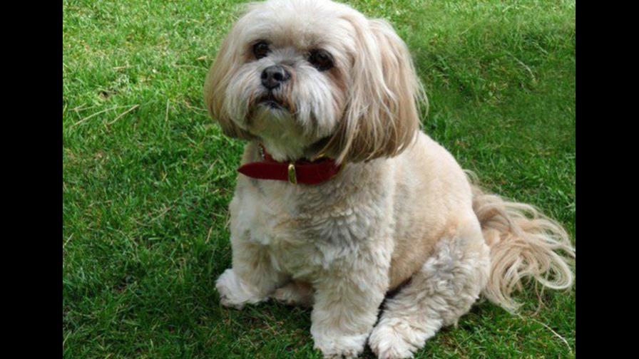 Se le caen los dientes al perrito Se le caen los dientes al perrito