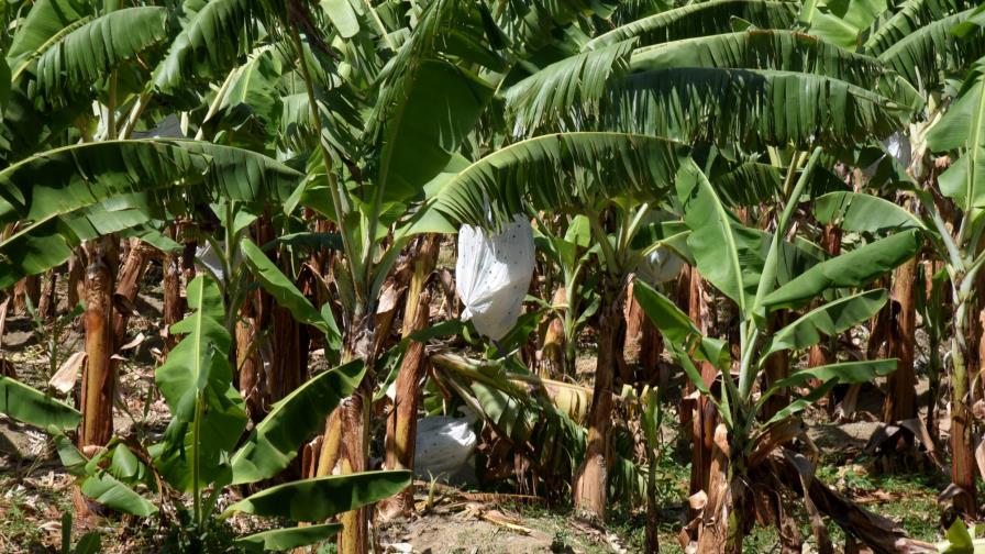 Bananeros claman ayuda del Gobierno por bajas ventas Bananeros claman ayuda del Gobierno por bajas ventas