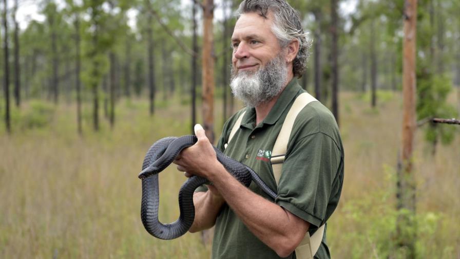 Liberan serpientes índigo en Florida para repoblar esta especie amenazada