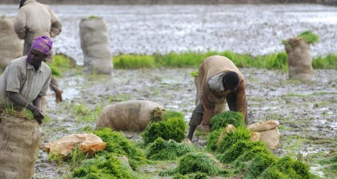 FAO propone una red global para ayudar a agricultores a conservar semillas