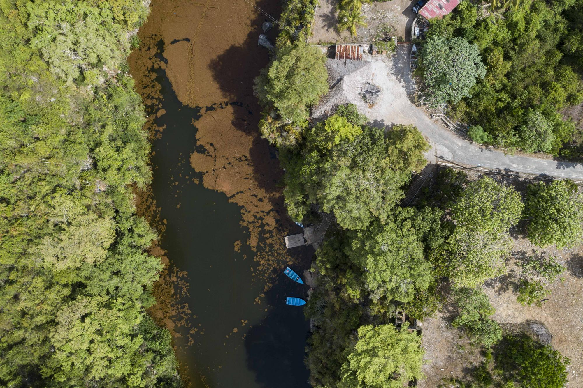 Sargazo en el río de Boca de Yuma.