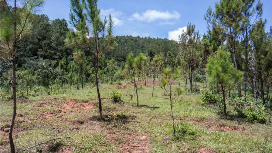 Pago por servicios ambientales ya es ley