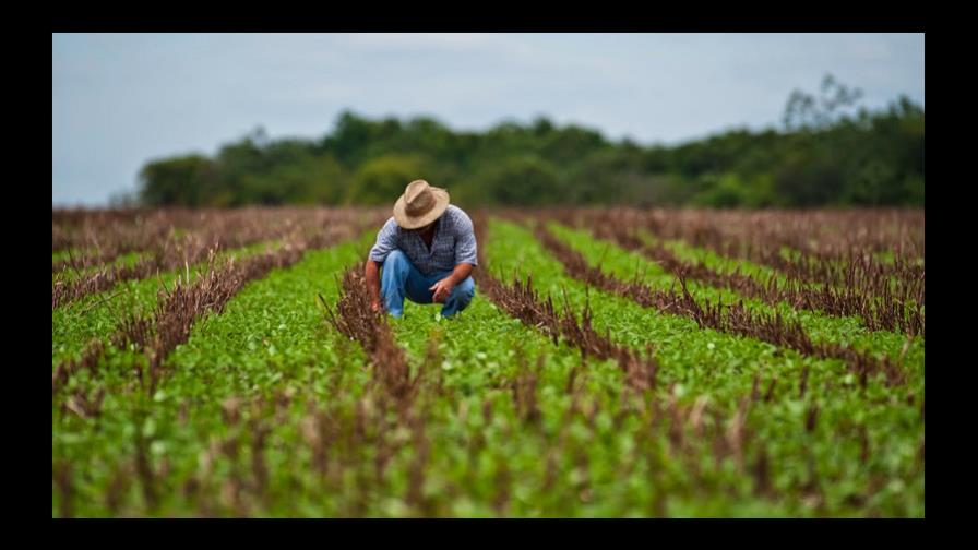 La agricultura no está preparada para el cambio climático La agricultura no está preparada para el cambio climático