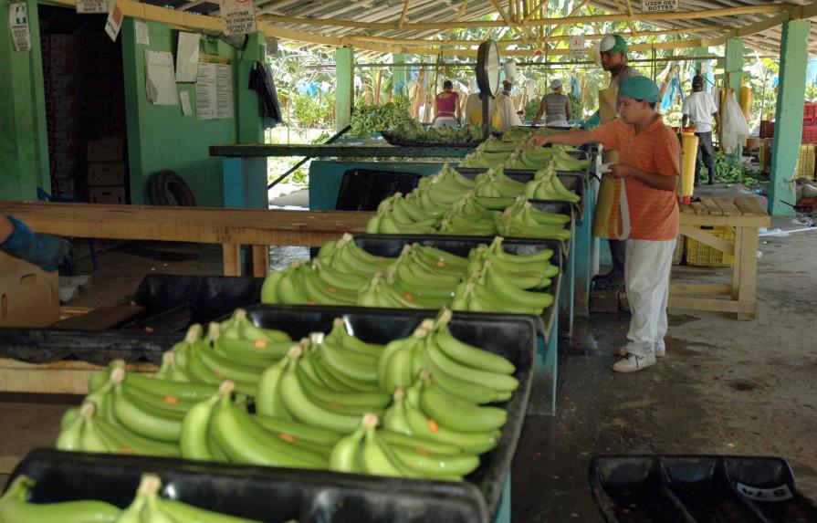 Disponen RD$100 millones para comprar excedente de bananos
