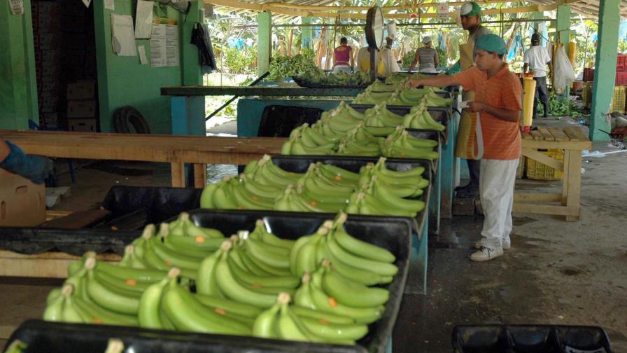 Disponen RD$100 millones para comprar excedente de bananos