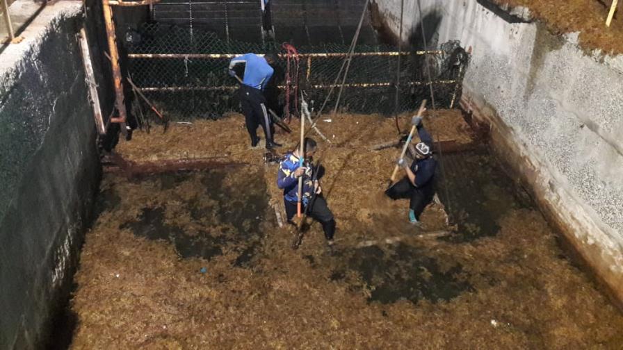 Sargazo saca plantas Itabo I y II de circulación