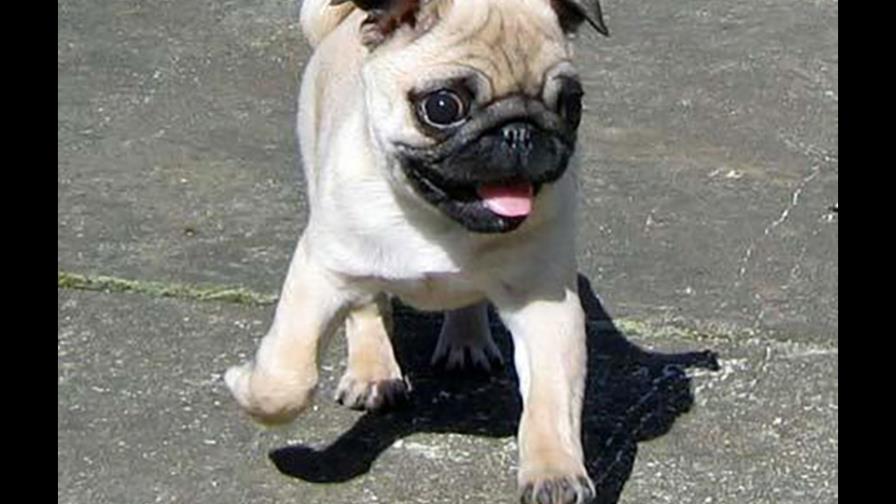 Los orines de la perrita huelen muy mal