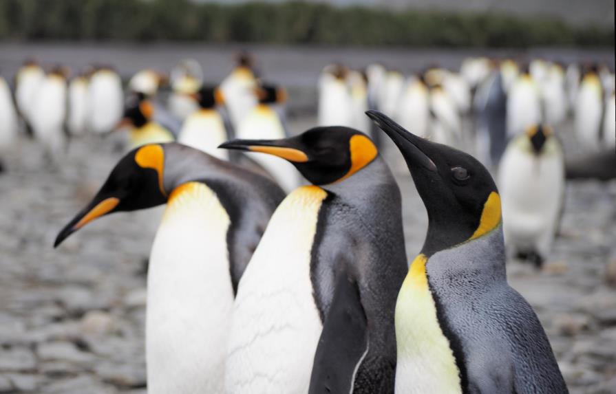La mayor colonia de pingüino rey ha menguado dramáticamente