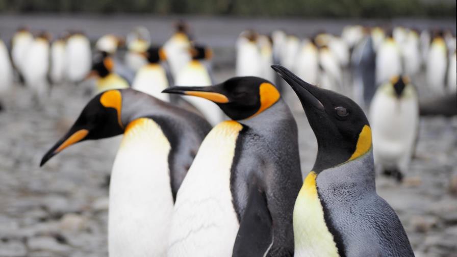 La mayor colonia de pingüino rey ha menguado dramáticamente