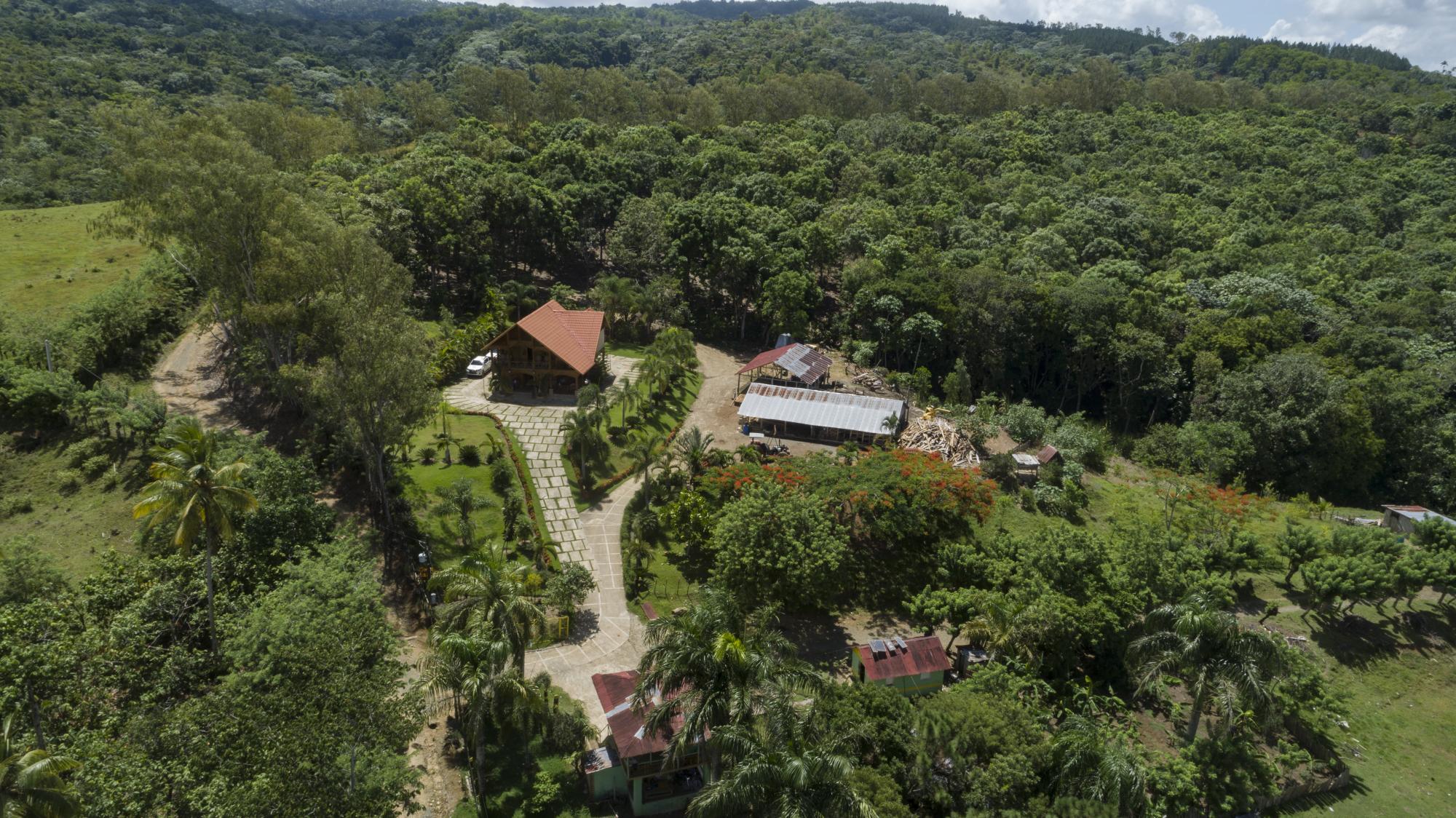 Los Beato, confiesa Ruddy, nunca pensaron que los árboles crecerían como hicieron con los años.