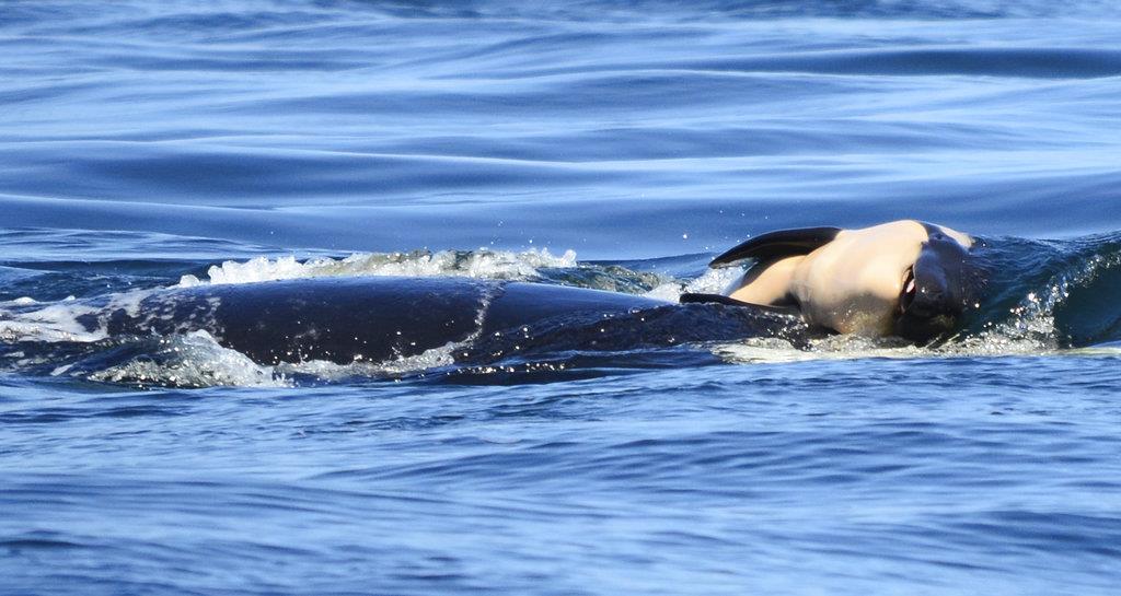 Orca “en duelo” empuja cadáver de su cría durante una semana
