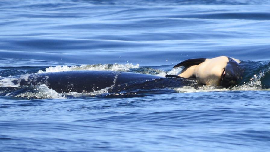 Orca “en duelo” empuja cadáver de su cría durante una semana Orca “en duelo” empuja cadáver de su cría durante una semana