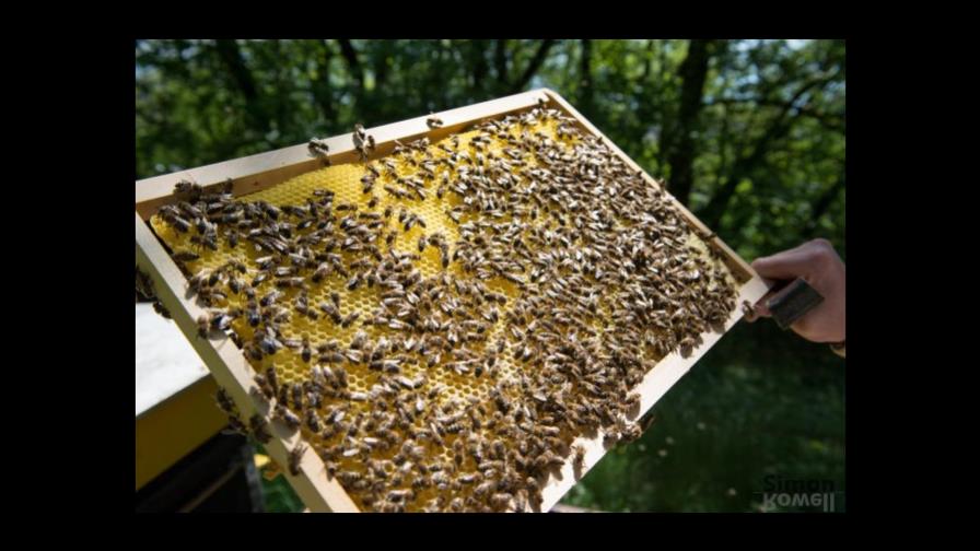 El polen de las flores sirve de herramienta científica para conocer el pasado