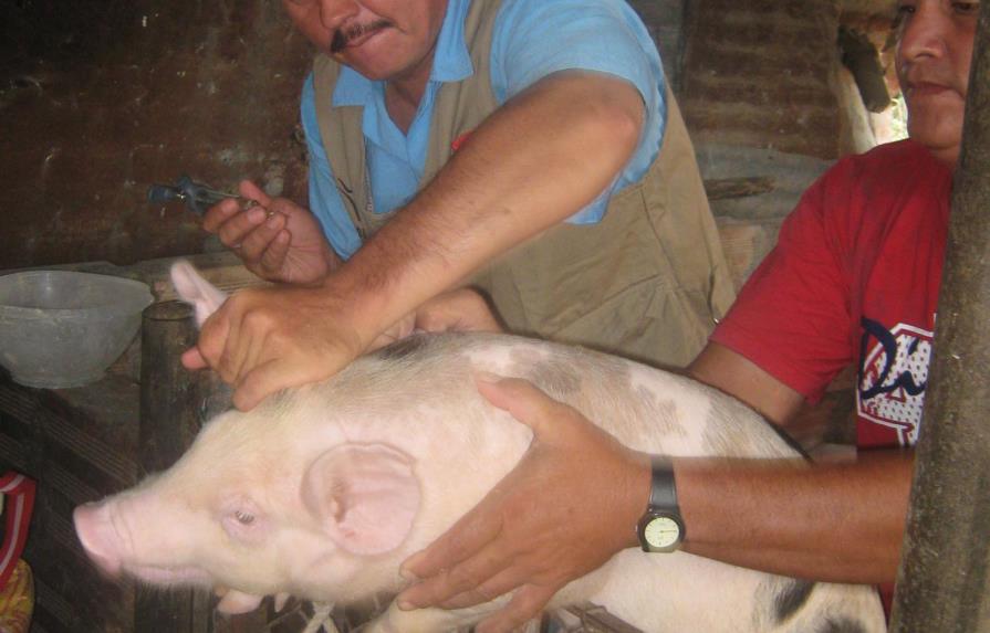 Extraña enfermedad mata cerdos en Dajabón 