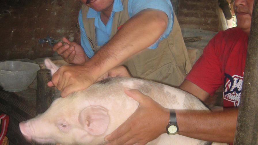 Extraña enfermedad mata cerdos en Dajabón 
