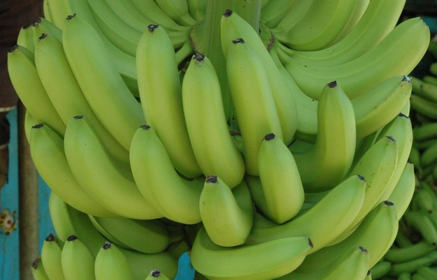 Clúster propone al gobierno usar guineo para elaborar “mix de frutas” para el desayuno escolar