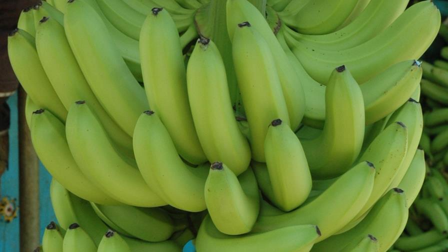 Clúster propone al gobierno usar guineo para elaborar “mix de frutas” para el desayuno escolar