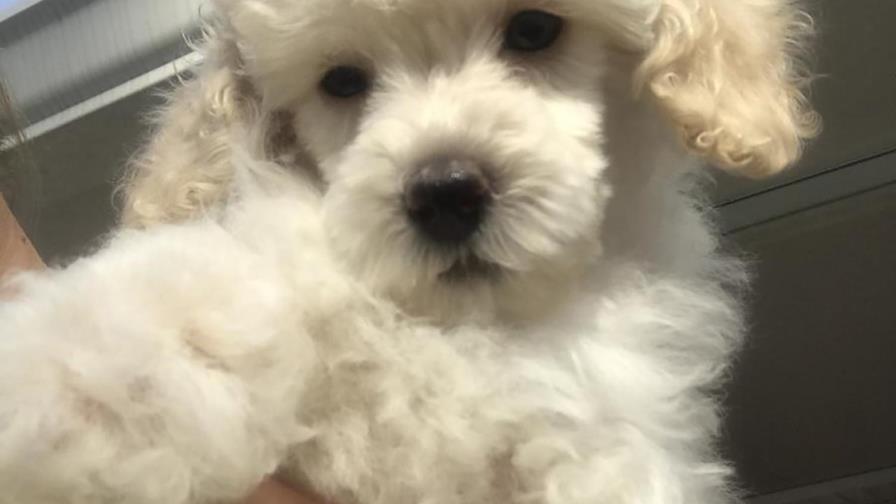 ¿Cómo saber si mi perro tiene fiebre?