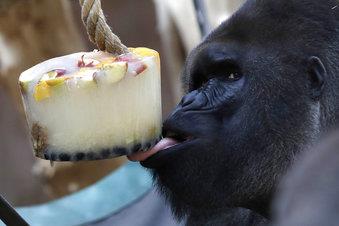 Gorilas en zoológico de Praga se refrescan con sorbetes