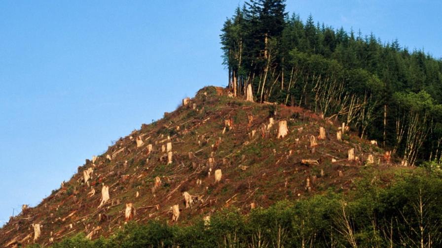 Cambio climático está reduciendo capacidad de los bosques de absorber metano Cambio climático está reduciendo capacidad de los bosques de absorber metano