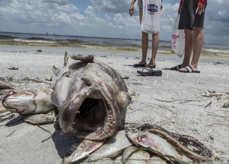 Agilizan recogida de miles de peces muertos por marea roja en Florida