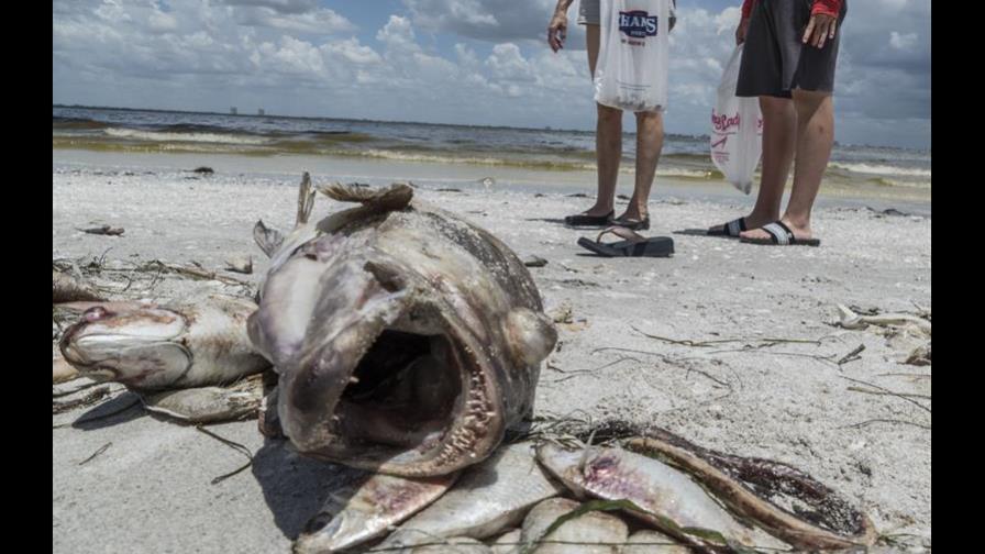 Agilizan recogida de miles de peces muertos por marea roja en Florida Agilizan recogida de miles de peces muertos por marea roja en Florida