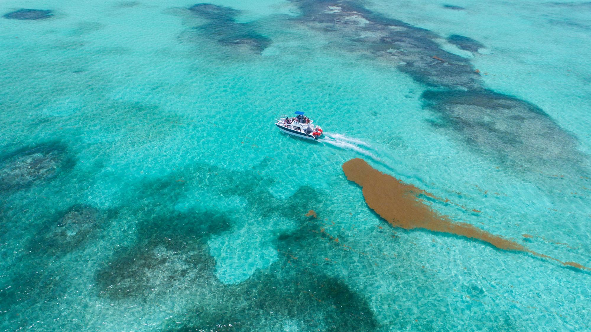 Un bote pasa cerca de una mancha de sargassum en Punta Cana.