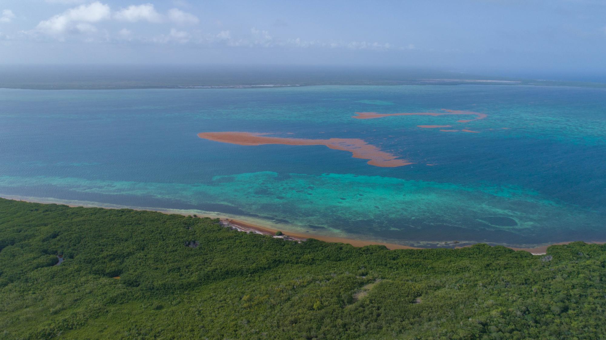 Una Mancha de Sargassum en el Canal de Catuano en La Altagracia.