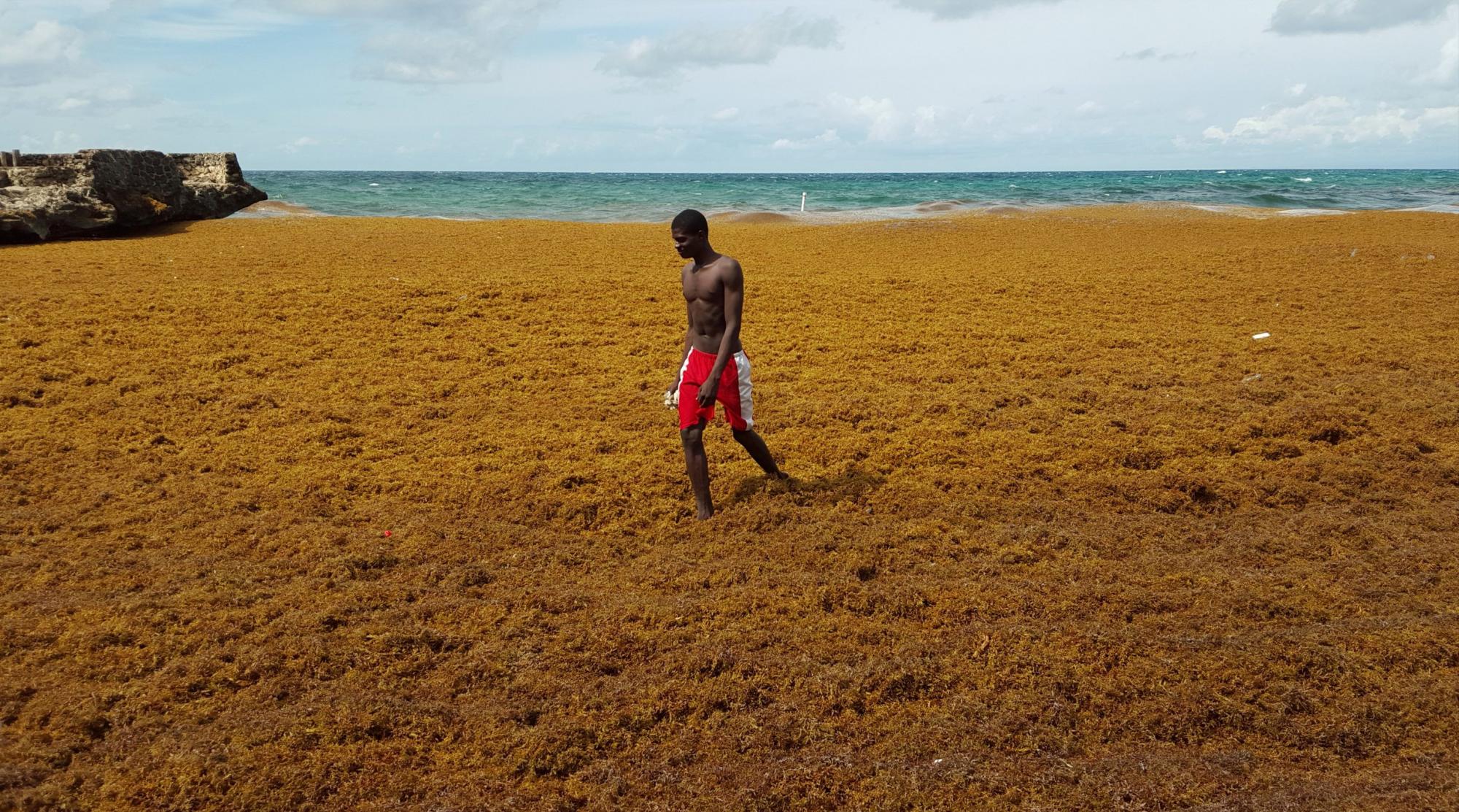 Un hombre camina sobre sargassum en playa La Caleta en la provincia de Santo Domingo.
