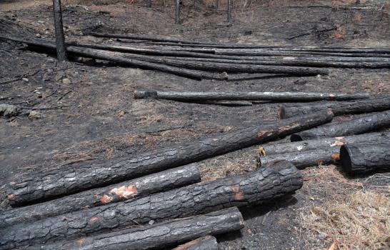 Persiguen a tres personas por fuegos forestales en el Cibao  
