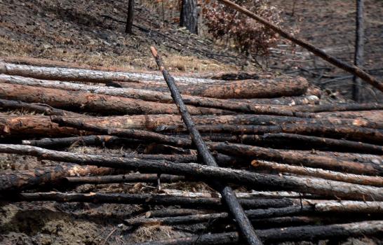 Persiguen a tres personas por fuegos forestales en el Cibao  