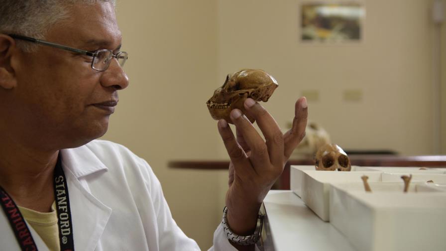 Encuentran cráneos completos de monos extintos en la isla Encuentran cráneos completos de monos extintos en la isla