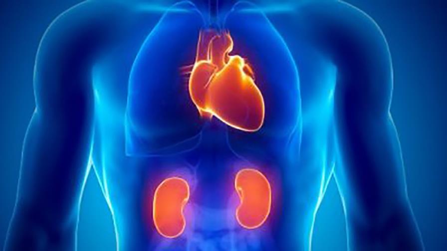 La salud del corazón y la de los riñones están relacionadas