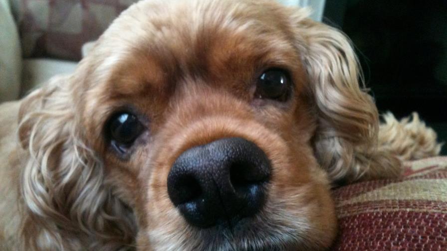 El perro no duerme...