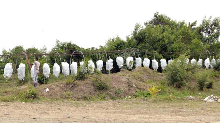 Bananeros reutilizarán plásticos usados en la producción