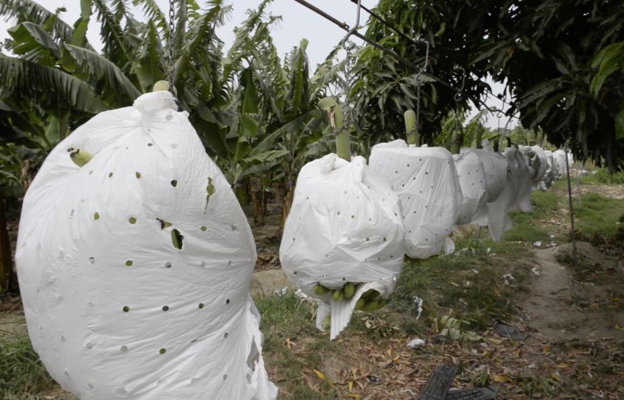 Reutilizarían los plásticos que se usan en las fincas de banano
